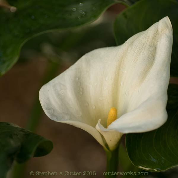 Color photo os single bloom of white Calla Lily amonge dark green lily leaves